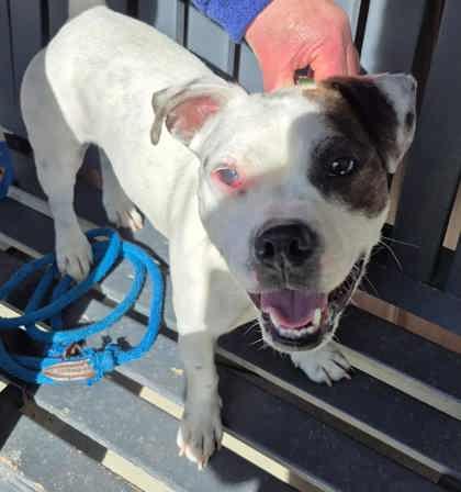 Dexter, a ADOPTABLE mixed breed in Cranbrook, BC image 2/3