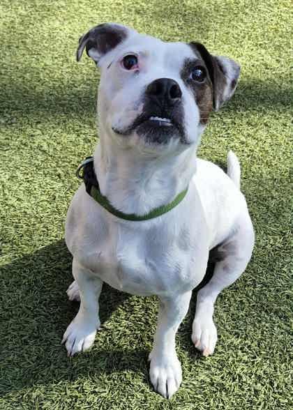 Dexter, a ADOPTABLE mixed breed in Cranbrook, BC image 3/3