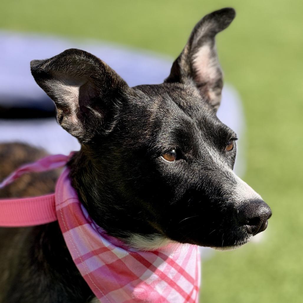 Enlarge  Truffles - a prancing beauty!, a Adoptable mixed breed in Austin, TX image 5/6