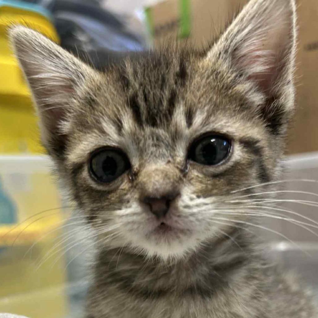 Enlarge Montrail-orange and blue collar, a Adoptable Domestic Short Hair in Bismarck, ND image 1/5