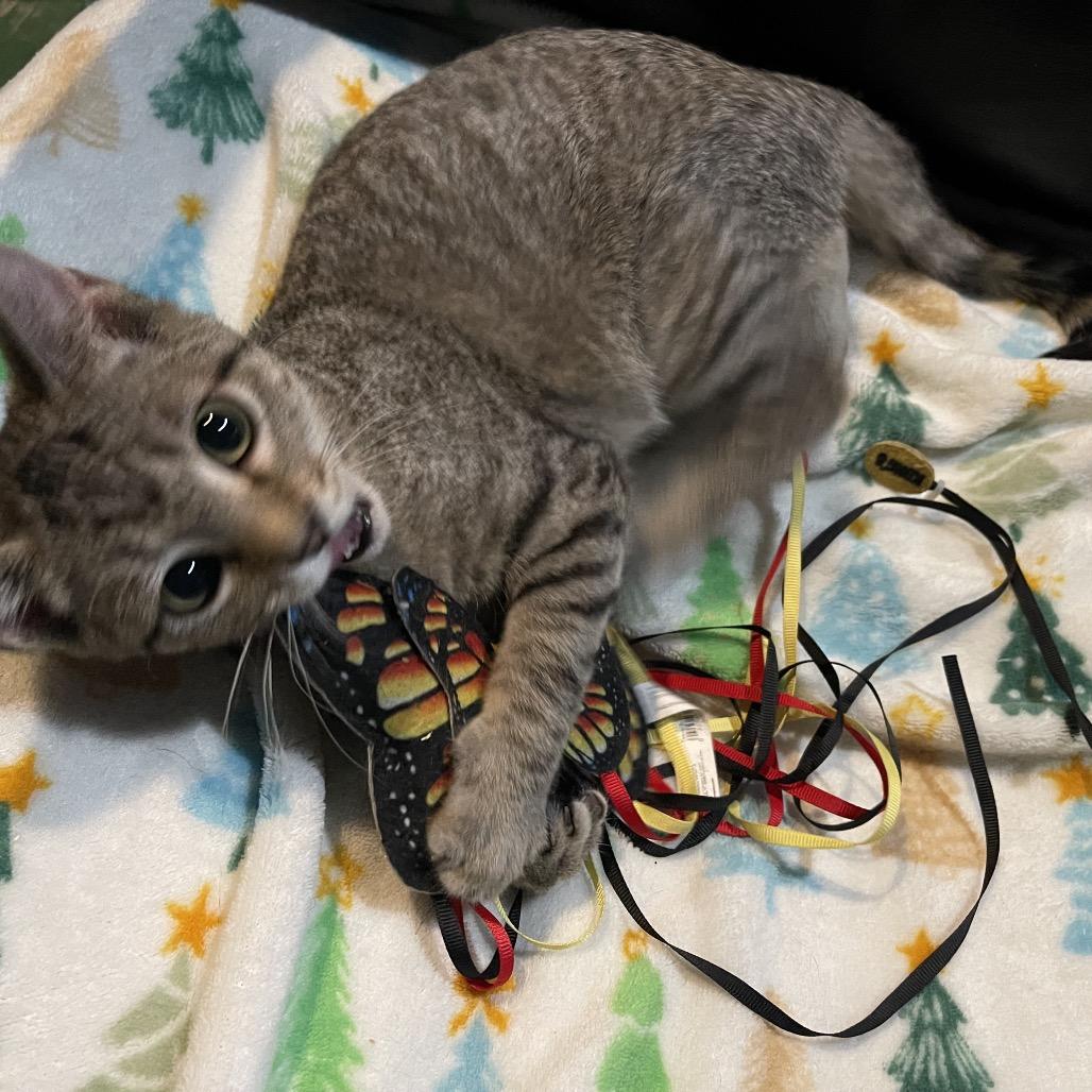 Enlarge Montrail-orange and blue collar, a Adoptable Domestic Short Hair in Bismarck, ND image 2/5