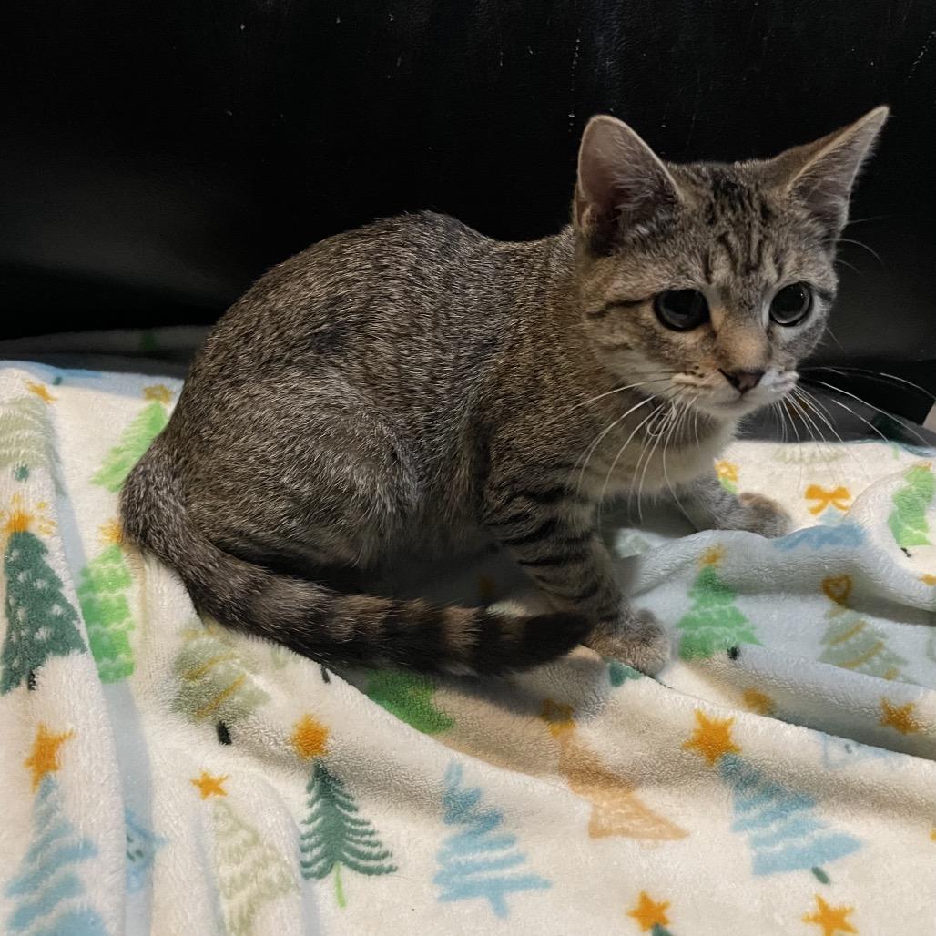 Enlarge Montrail-orange and blue collar, a Adoptable Domestic Short Hair in Bismarck, ND image 3/5