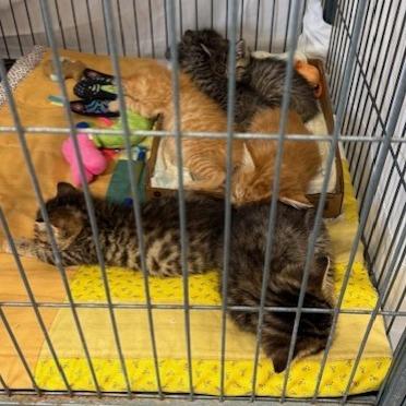 Enlarge Montrail-orange and blue collar, a Adoptable Domestic Short Hair in Bismarck, ND image 4/5