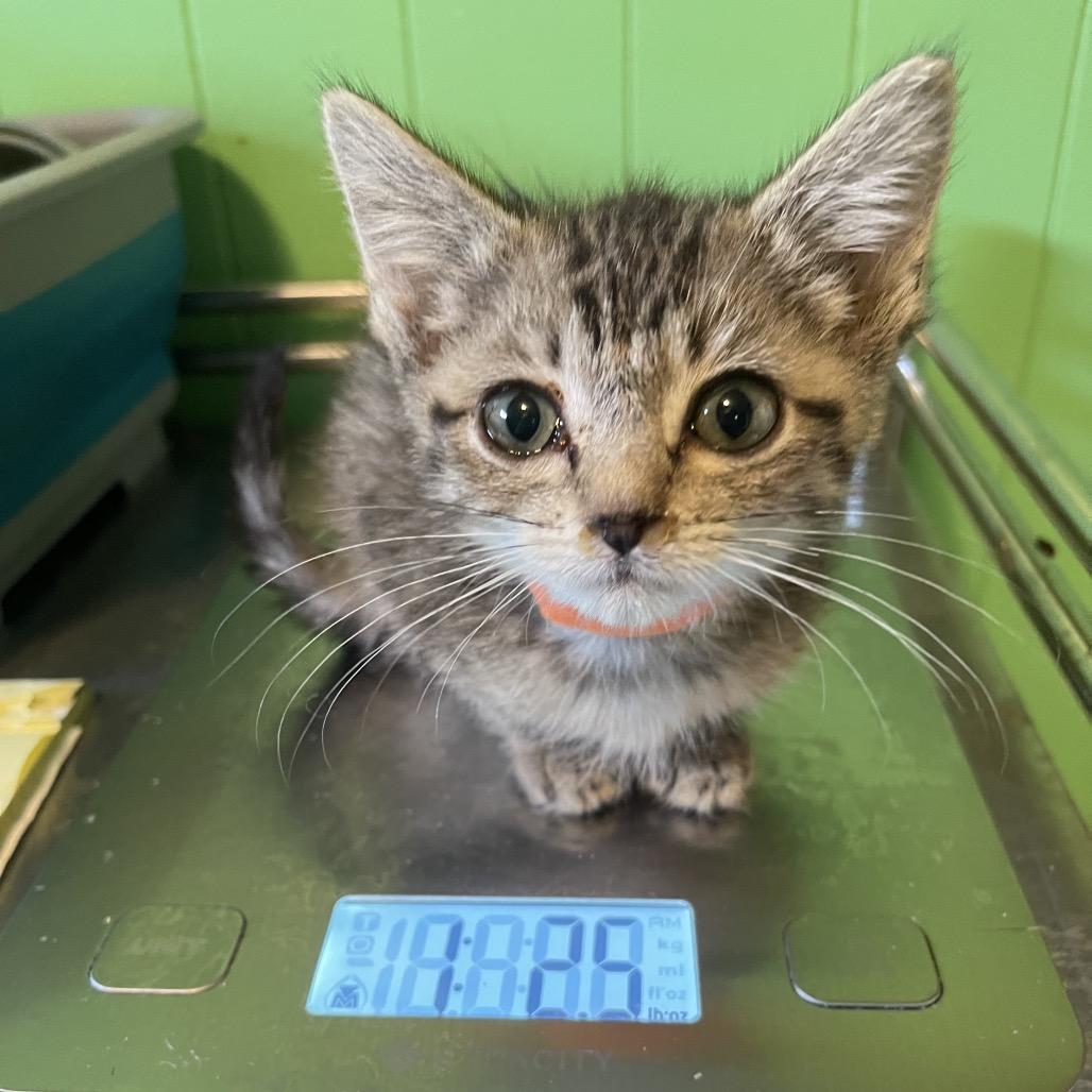 Enlarge Montrail-orange and blue collar, a Adoptable Domestic Short Hair in Bismarck, ND image 5/5