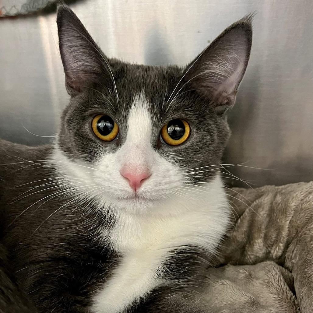 Enlarge Boo, a Adoptable Domestic Short Hair in Frederick, MD image 1/3