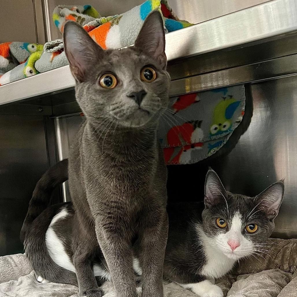 Enlarge Boo, a Adoptable Domestic Short Hair in Frederick, MD image 2/3