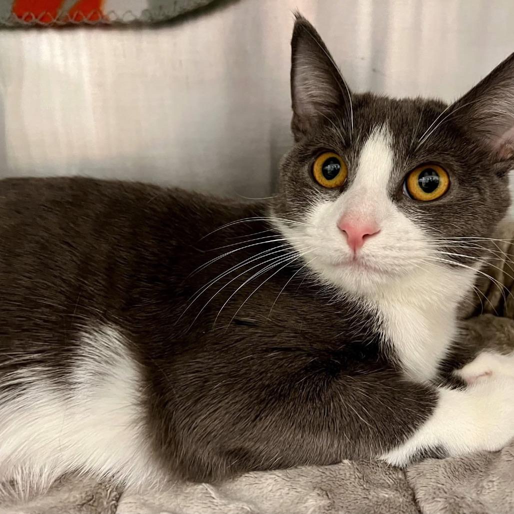 Enlarge Boo, a Adoptable Domestic Short Hair in Frederick, MD image 3/3