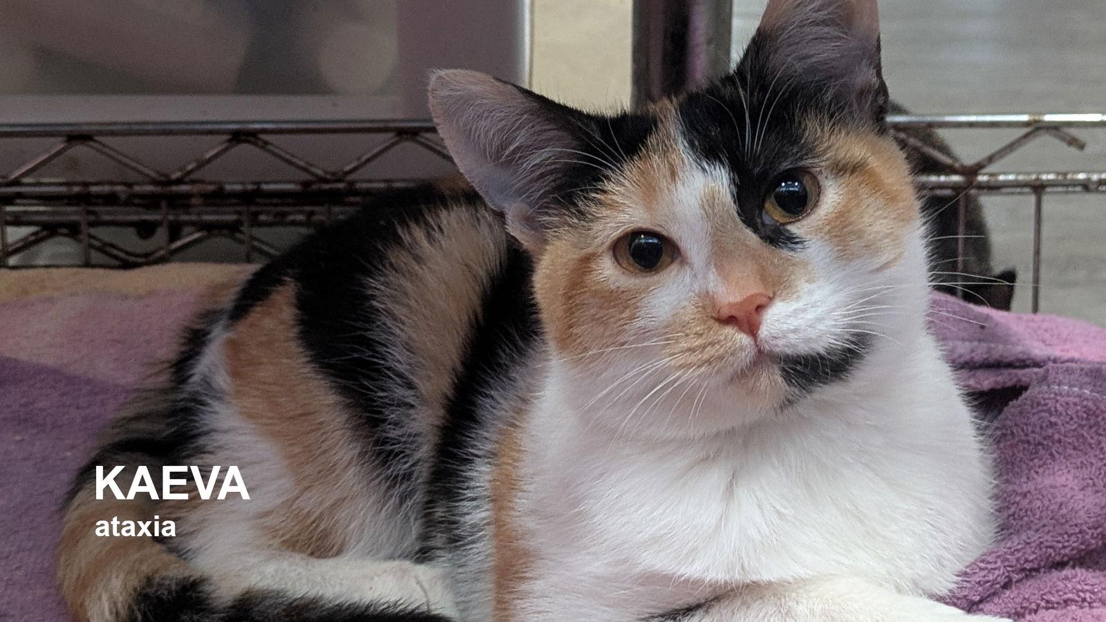 Kaeva, Adoptable, Kitten Female Calico.