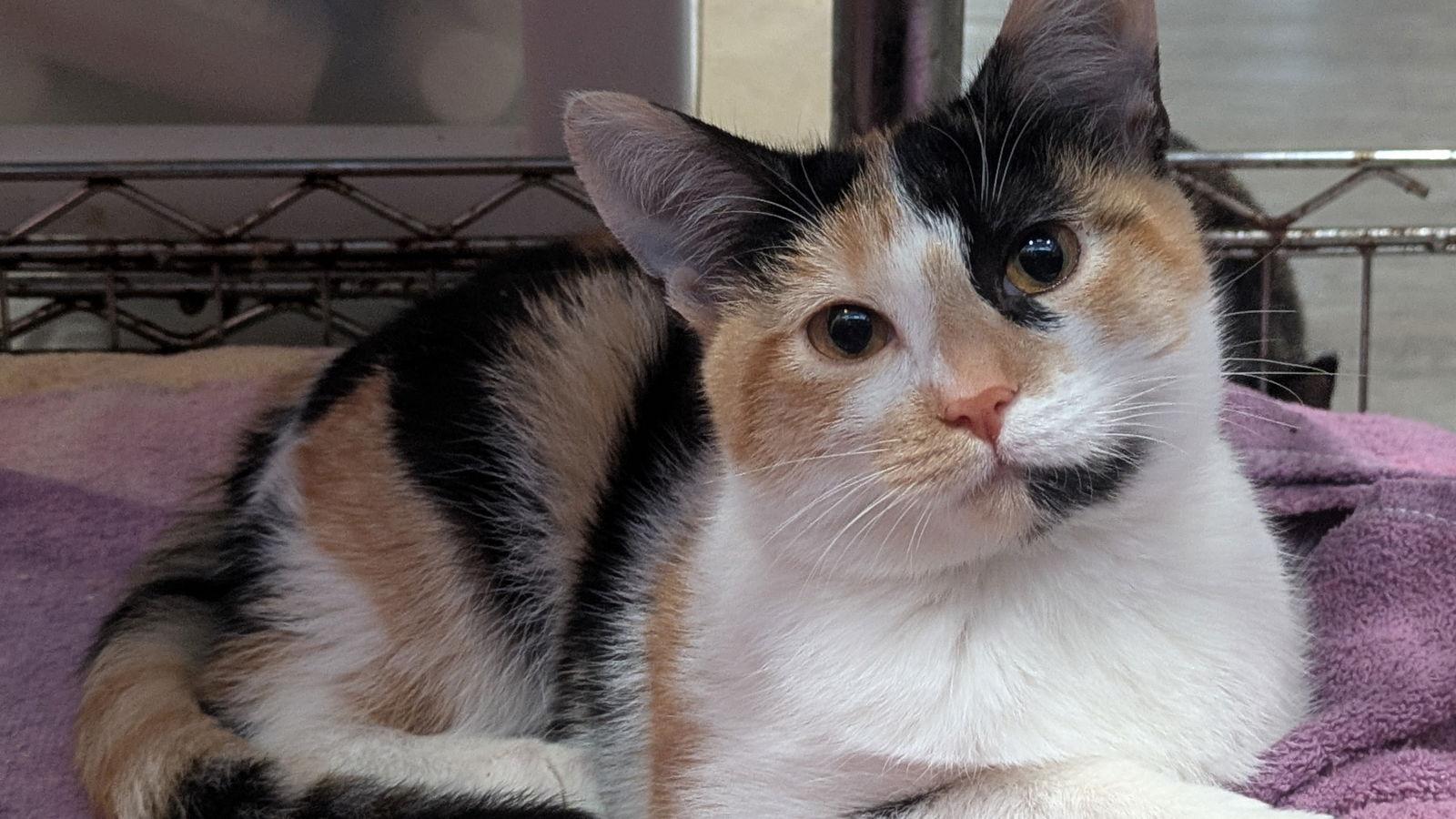 Kaeva, a Adoptable Calico in Santa Rosa, CA image 2/3