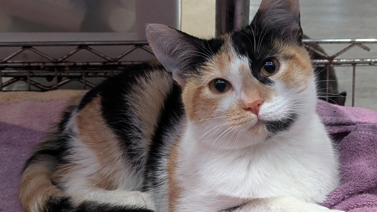 Enlarge Kaeva, a Adoptable Calico in Santa Rosa, CA image 2/3