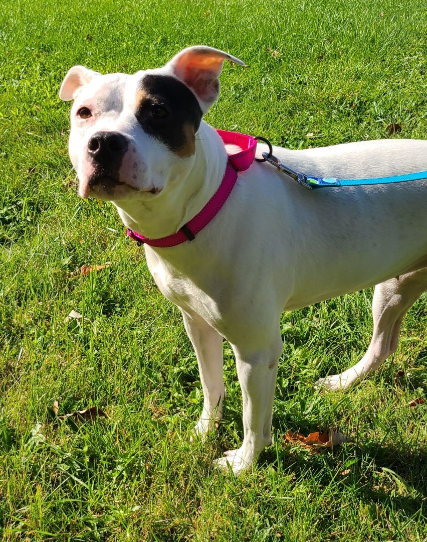 Fountain, Adopted, Adult Female Pit Bull Terrier.