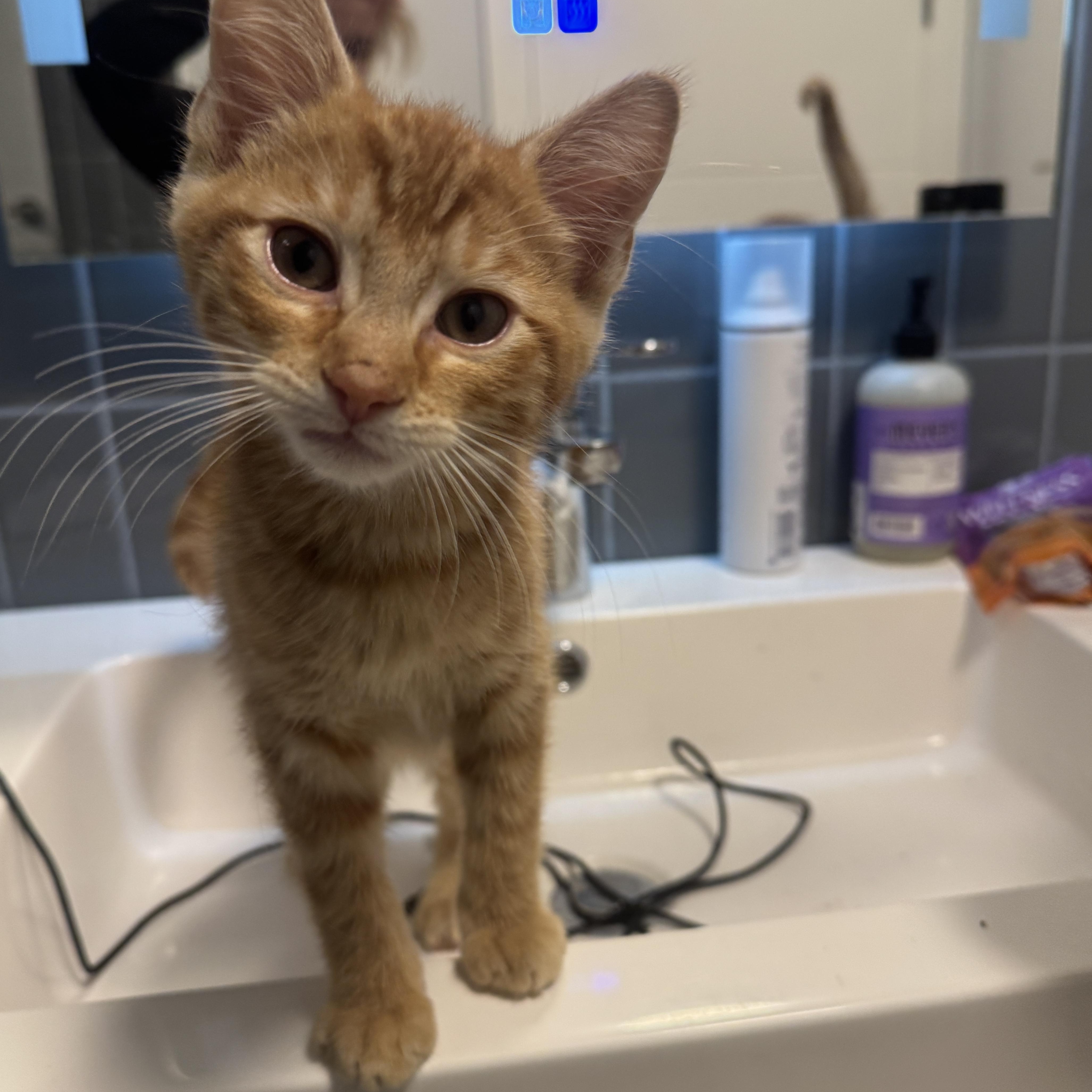 Enlarge Peanut , a ADOPTABLE Tabby in Bayonne, NJ image 2/4