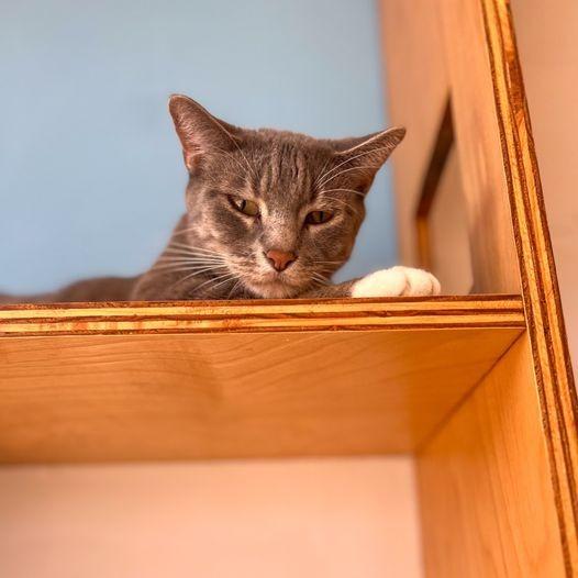 Enlarge Snuggler, a Adoptable mixed breed in St. Louis, MO image 1/6