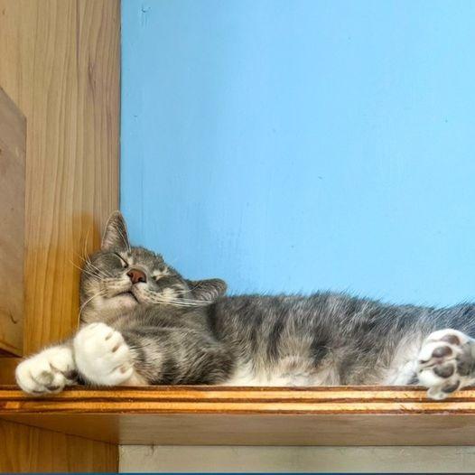 Enlarge Snuggler, a Adoptable mixed breed in St. Louis, MO image 3/6