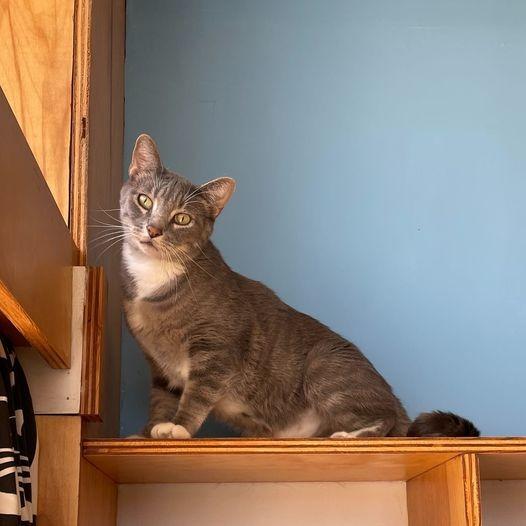 Enlarge Snuggler, a Adoptable mixed breed in St. Louis, MO image 2/6