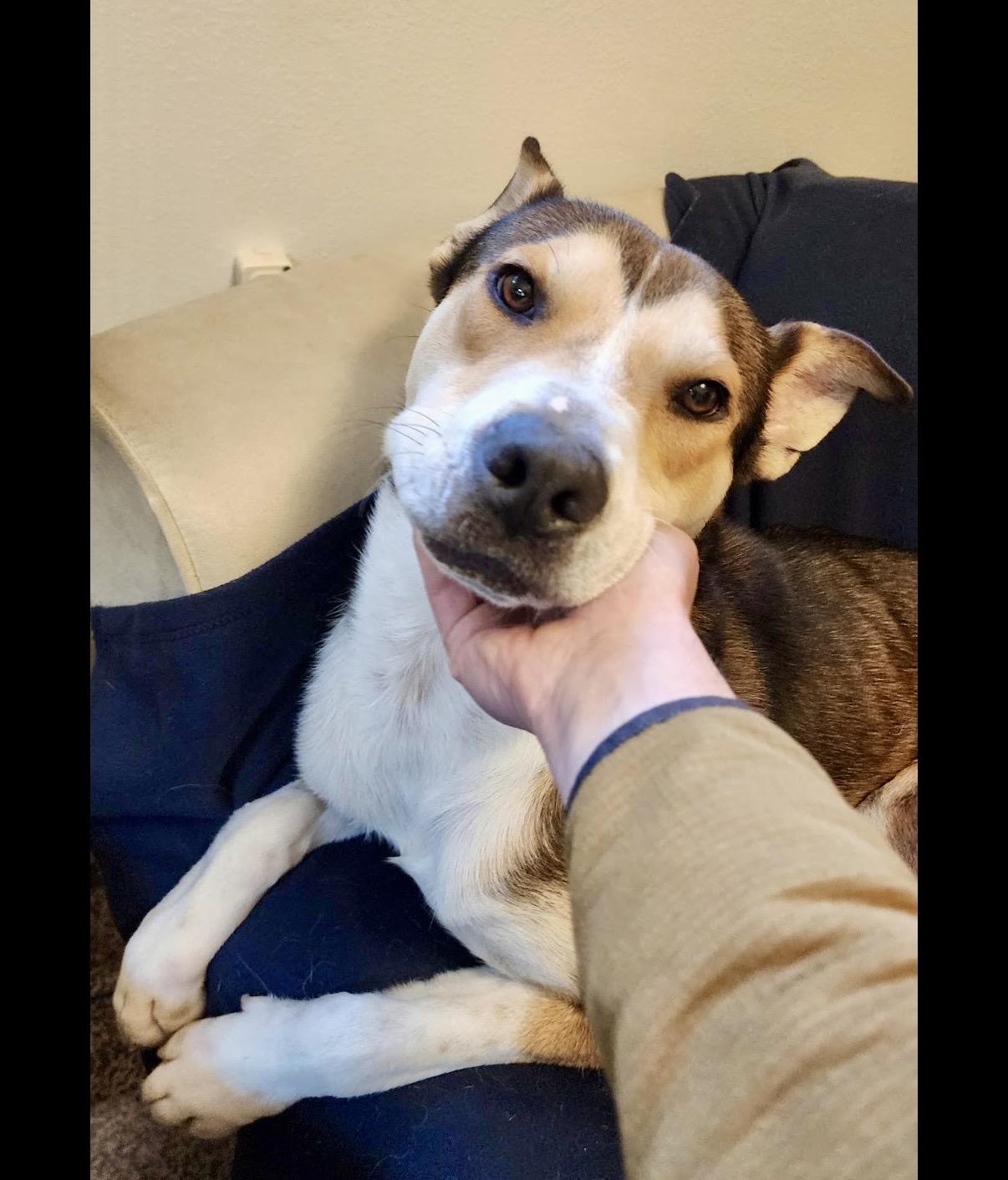 Enlarge Tracker, a Adoptable Shepherd in Covington, WA image 4/6