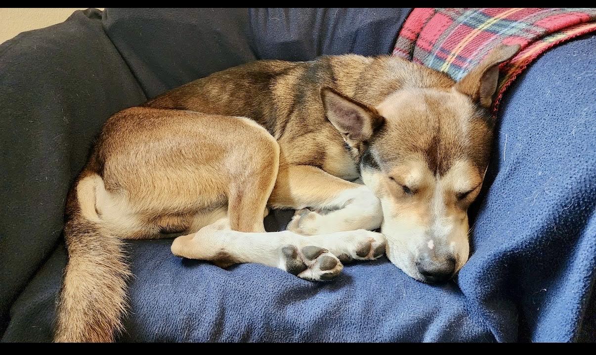 Enlarge Tracker, a Adoptable Shepherd in Covington, WA image 5/6