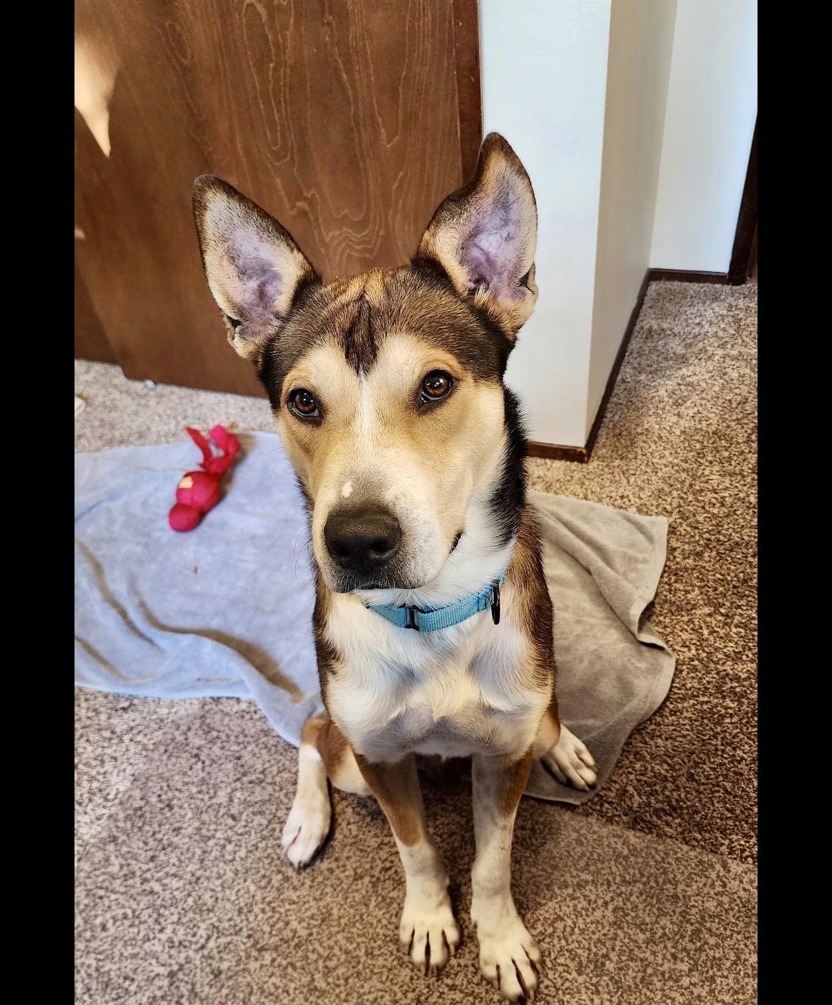 Enlarge Tracker, a Adoptable Shepherd in Covington, WA image 3/6