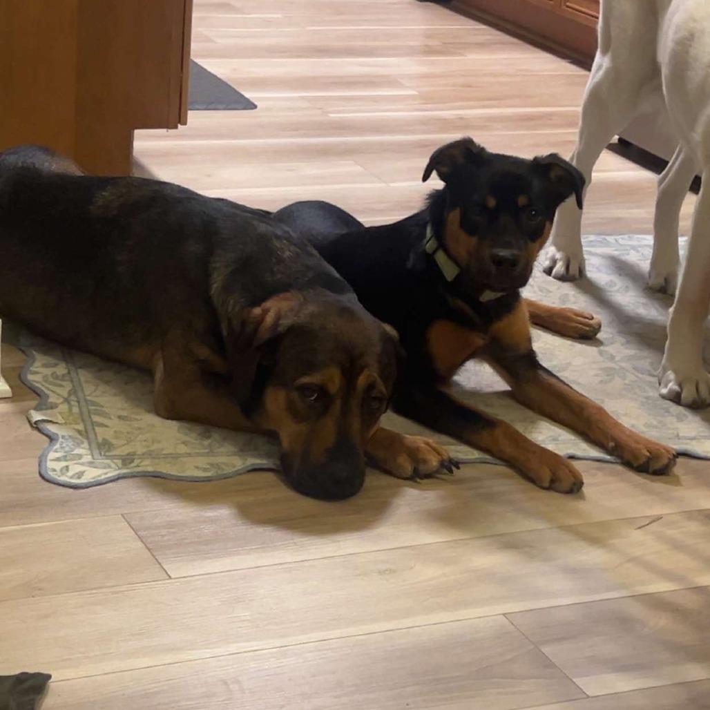 Hulk Hogan FC, Adoptable, Young Male Mixed Breed.