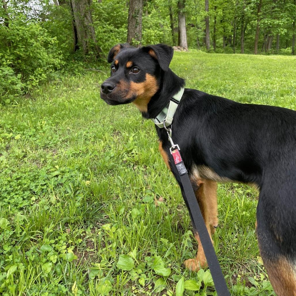 Enlarge Hulk Hogan FC, a Adoptable Mixed Breed in Union, MO image 2/6