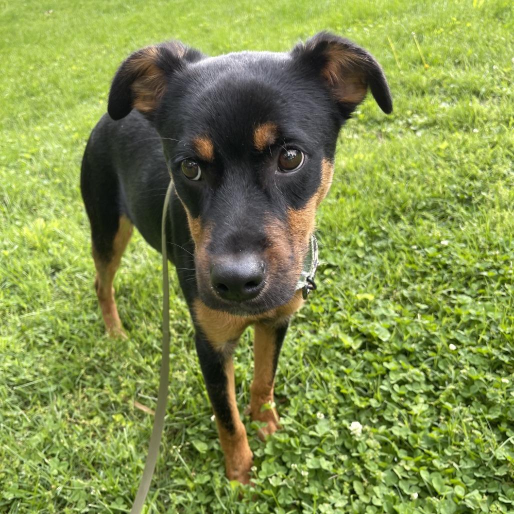 Enlarge Hulk Hogan FC, a Adoptable Mixed Breed in Union, MO image 3/6