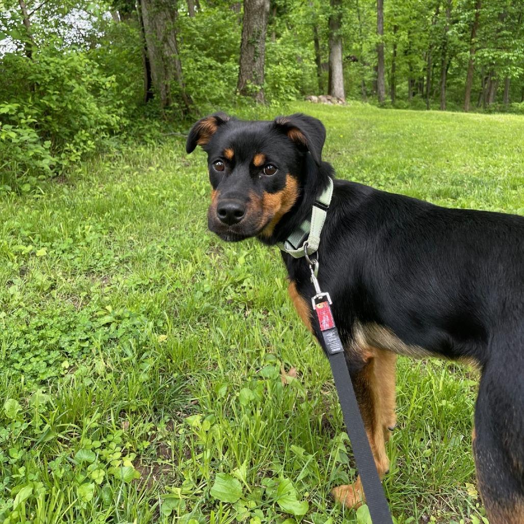 Enlarge Hulk Hogan FC, a Adoptable Mixed Breed in Union, MO image 4/6