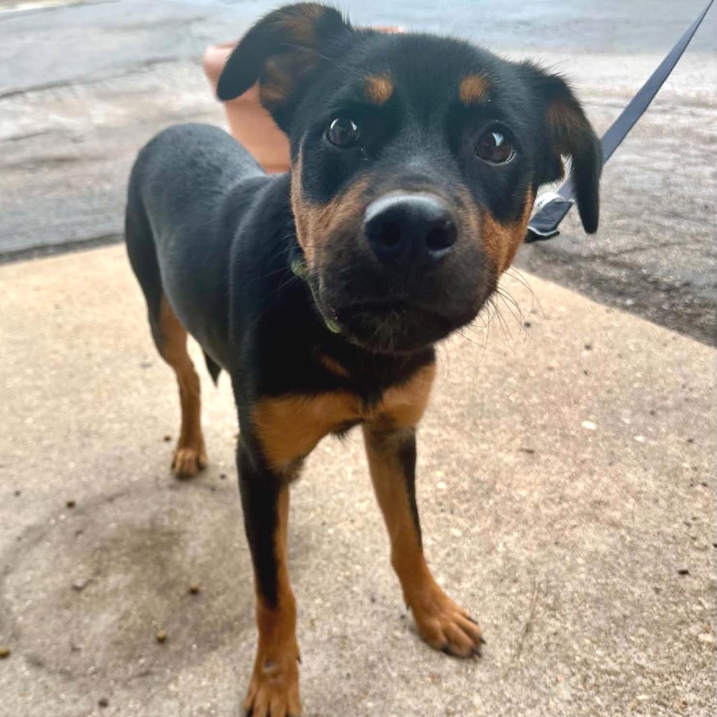 Enlarge Hulk Hogan FC, a Adoptable Mixed Breed in Union, MO image 5/6
