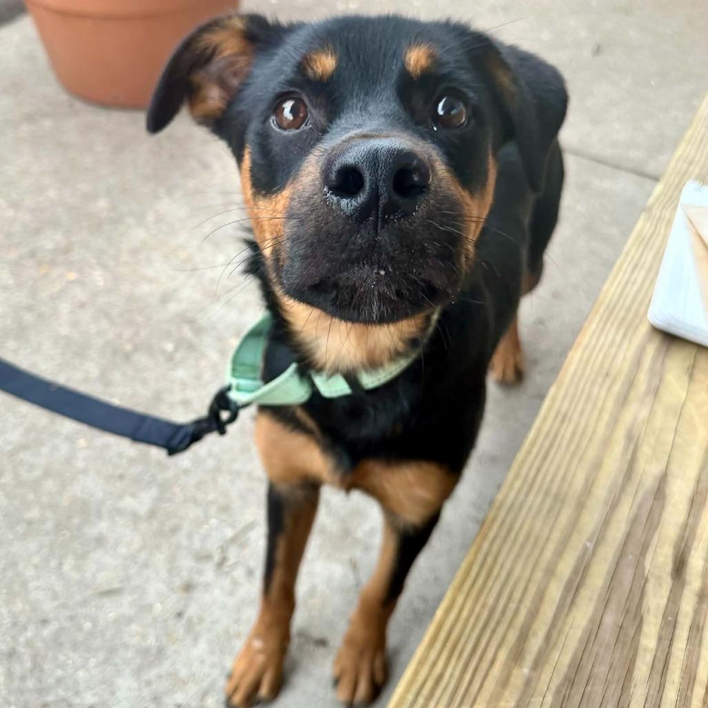 Enlarge Hulk Hogan FC, a Adoptable Mixed Breed in Union, MO image 6/6