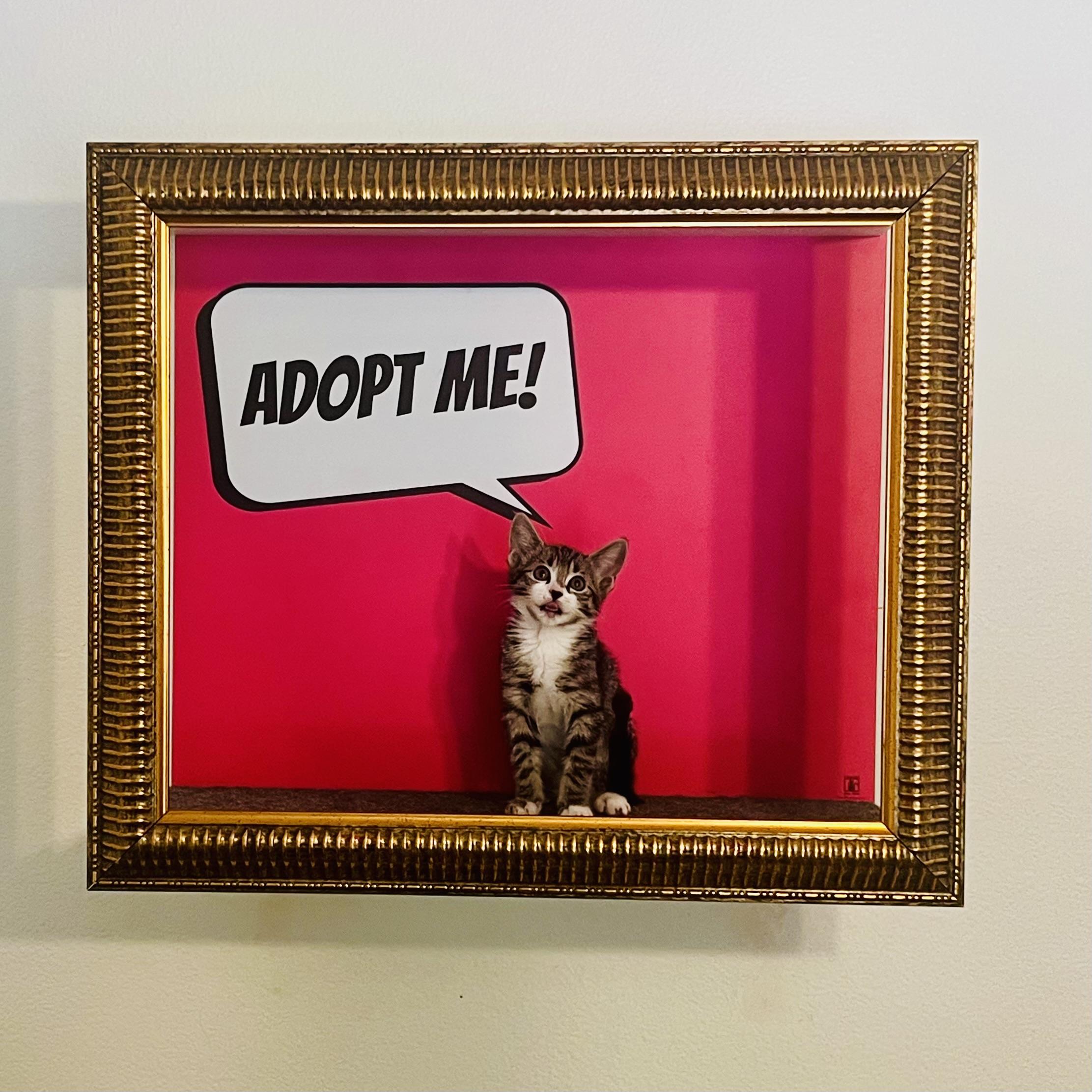 Michi, Adoptable, Kitten Female Tabby.