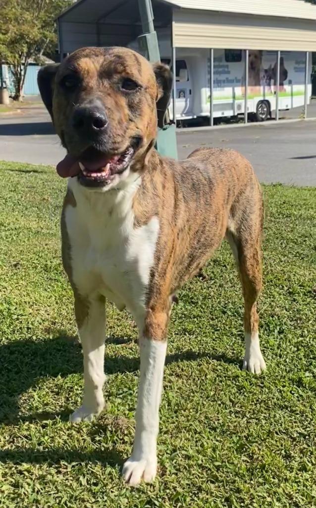 Enlarge Princess, a Adoptable Hound in Little Rock, AR image 1/1