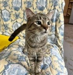 Bashful, Adoptable, Adult Male Domestic Short Hair.