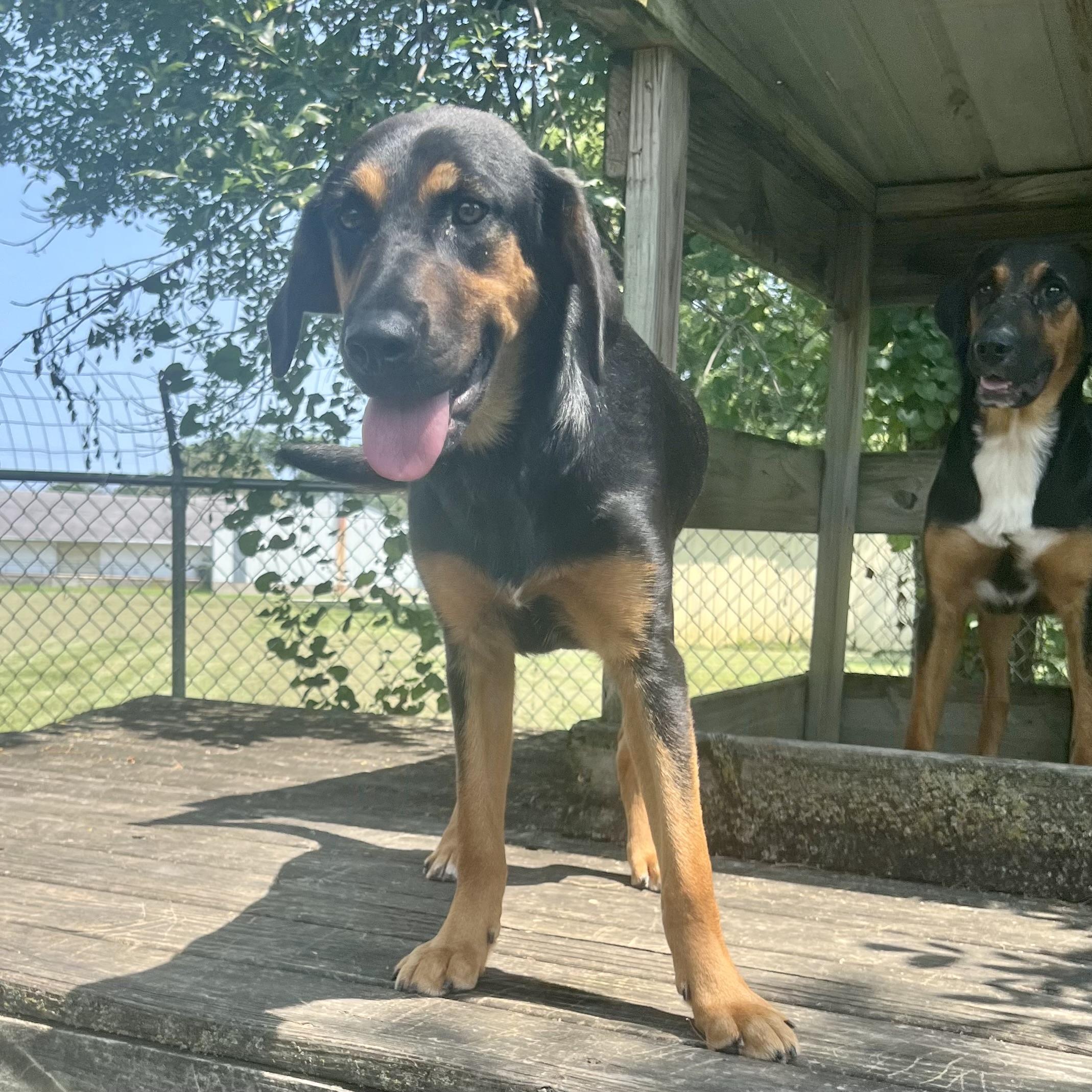 Lucy, a ADOPTABLE mixed breed in Albany, MO image 5/6