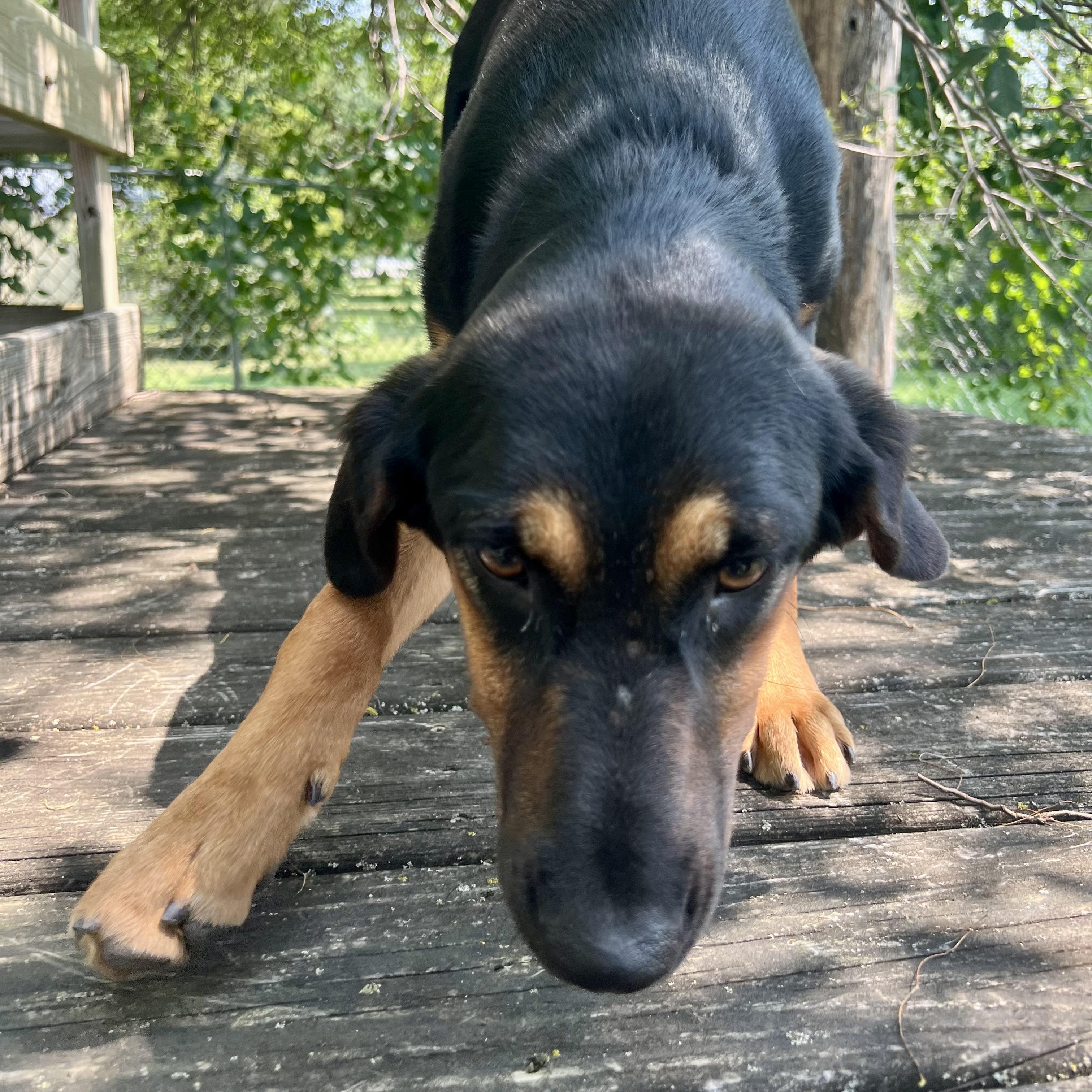 Lucy, a ADOPTABLE mixed breed in Albany, MO image 3/6