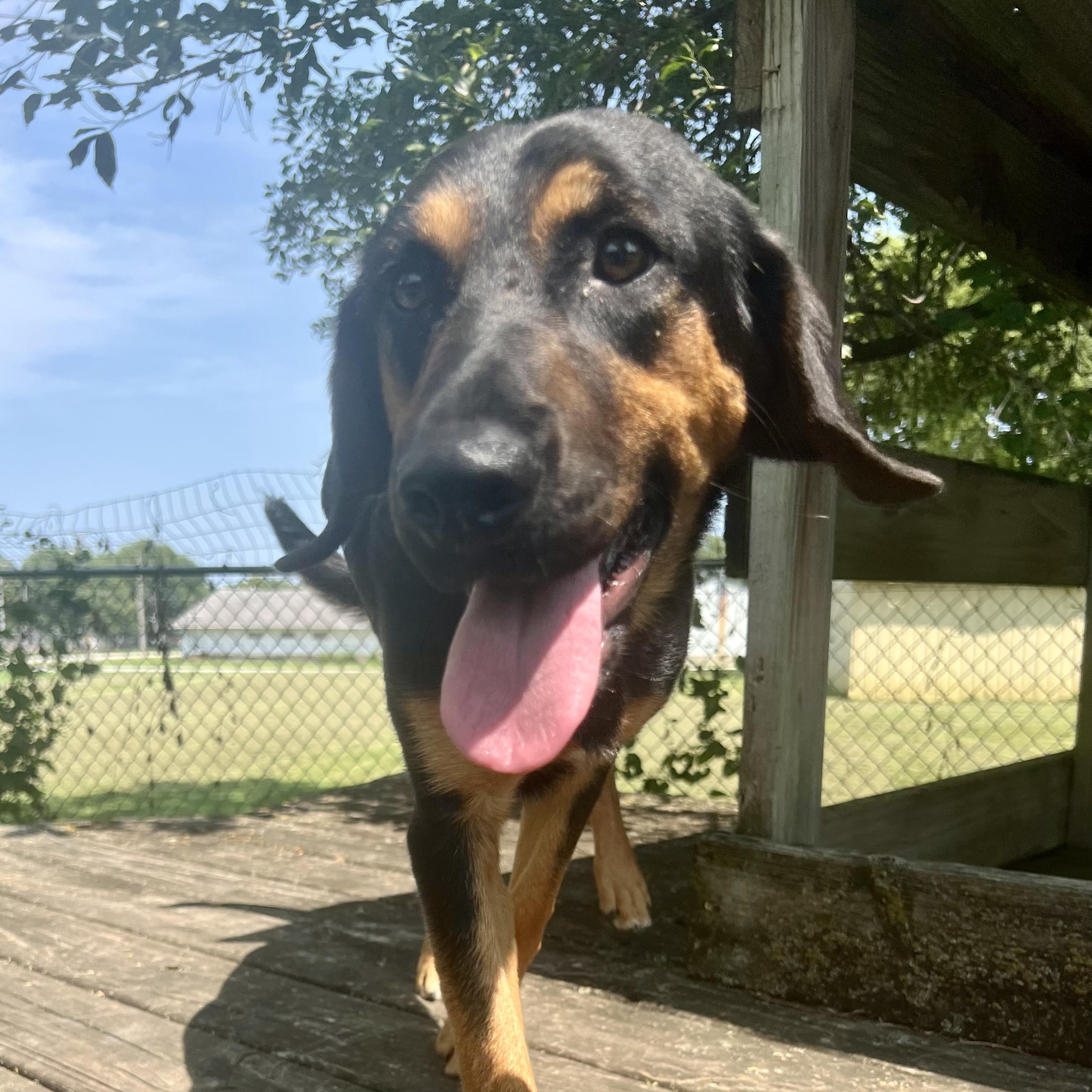 Lucy, ADOPTABLE, Young Female Black and Tan Coonhound.
