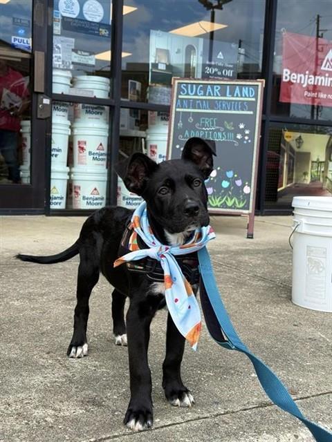 NICK, Adoptable, Puppy Male Labrador Retriever.
