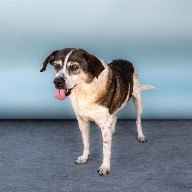 Enlarge SNOOPY, a Adoptable Terrier in Baldwin Park, CA image 1/1