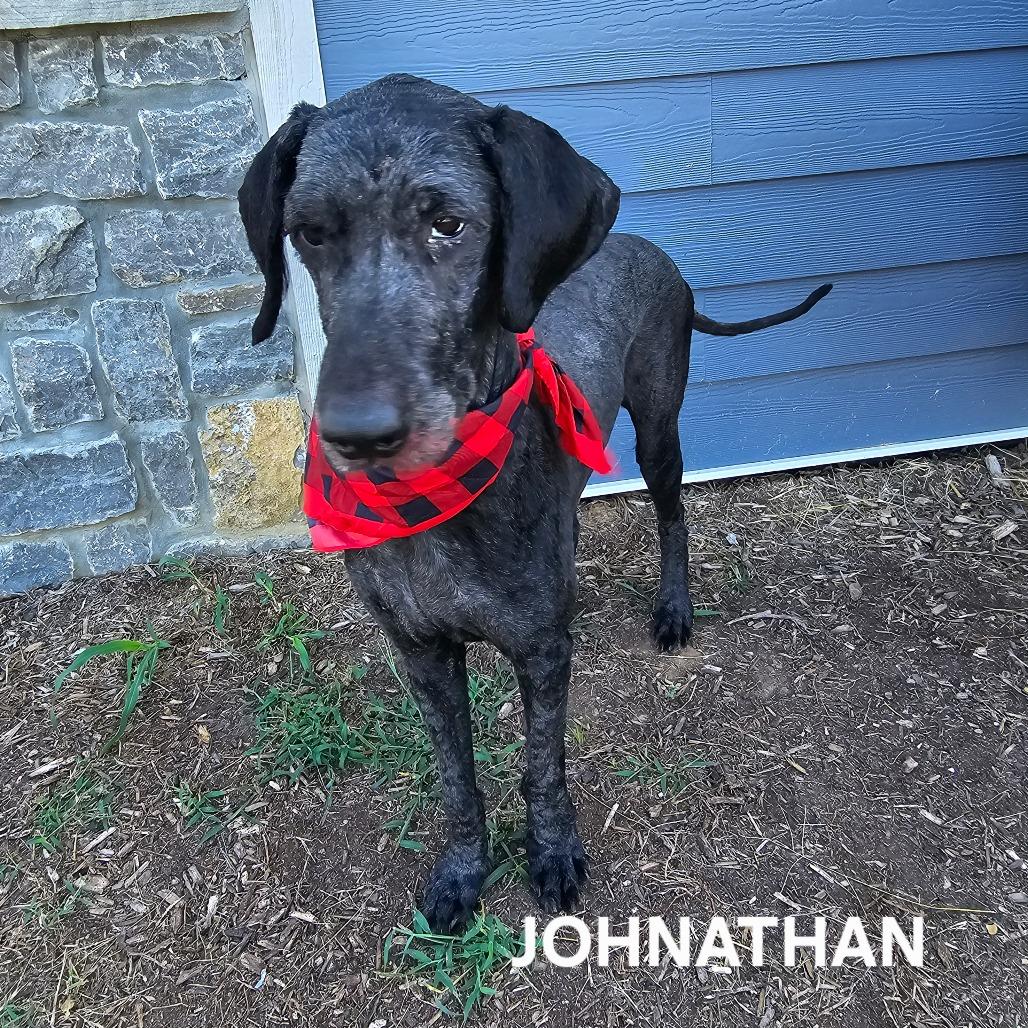Enlarge Johnathan, a Adoptable mixed breed in Madisonville, TN image 1/5