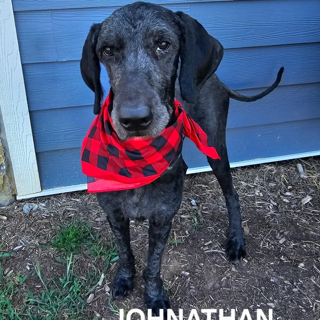 Enlarge Johnathan, a Adoptable mixed breed in Madisonville, TN image 5/5