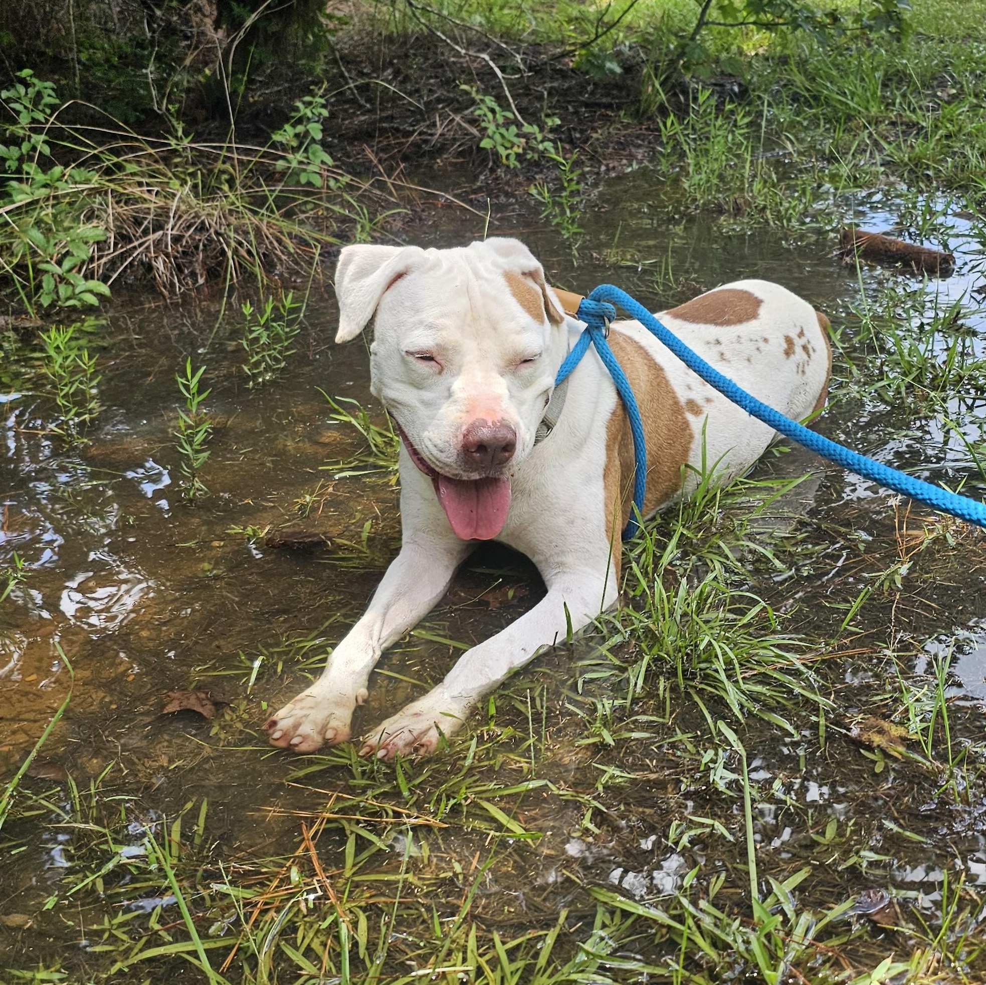 Enlarge Knox, a Adoptable mixed breed in Willis, TX image 4/5