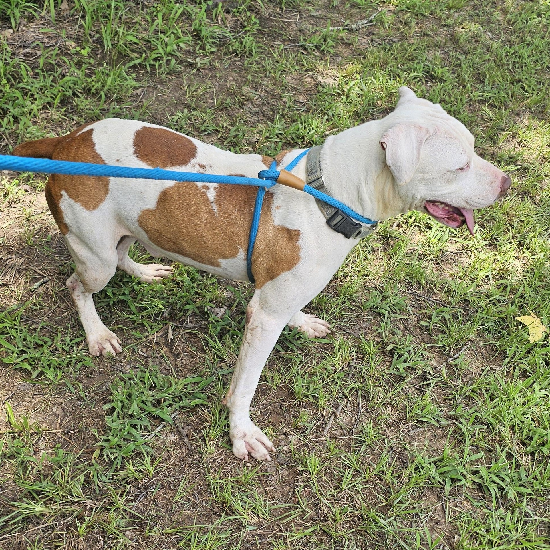Enlarge Knox, a Adoptable mixed breed in Willis, TX image 5/5