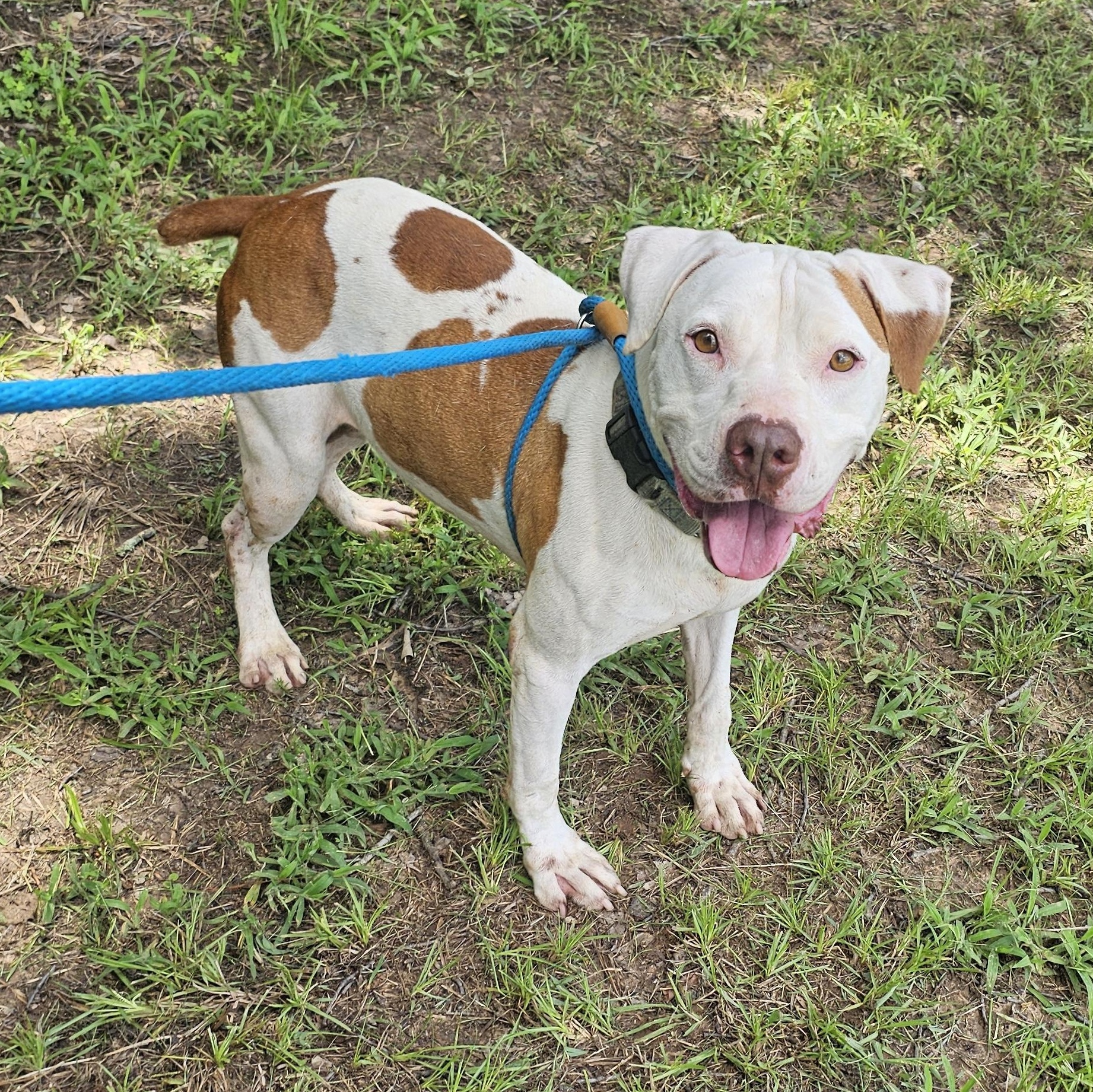 Enlarge Knox, a Adoptable mixed breed in Willis, TX image 2/5