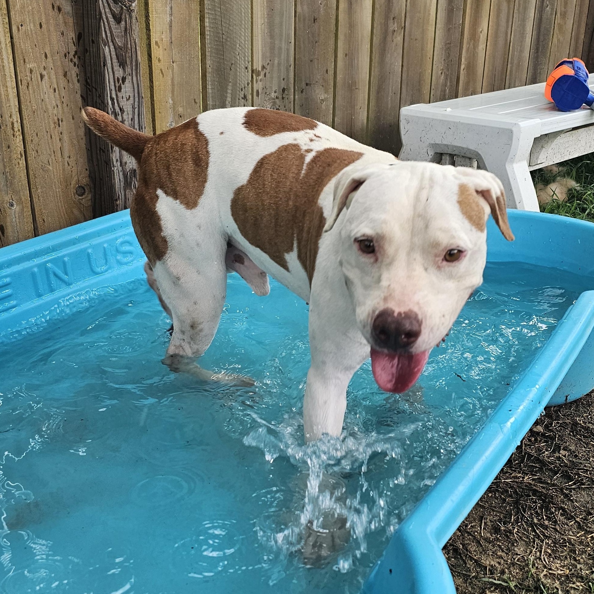 Enlarge Knox, a Adoptable mixed breed in Willis, TX image 3/5