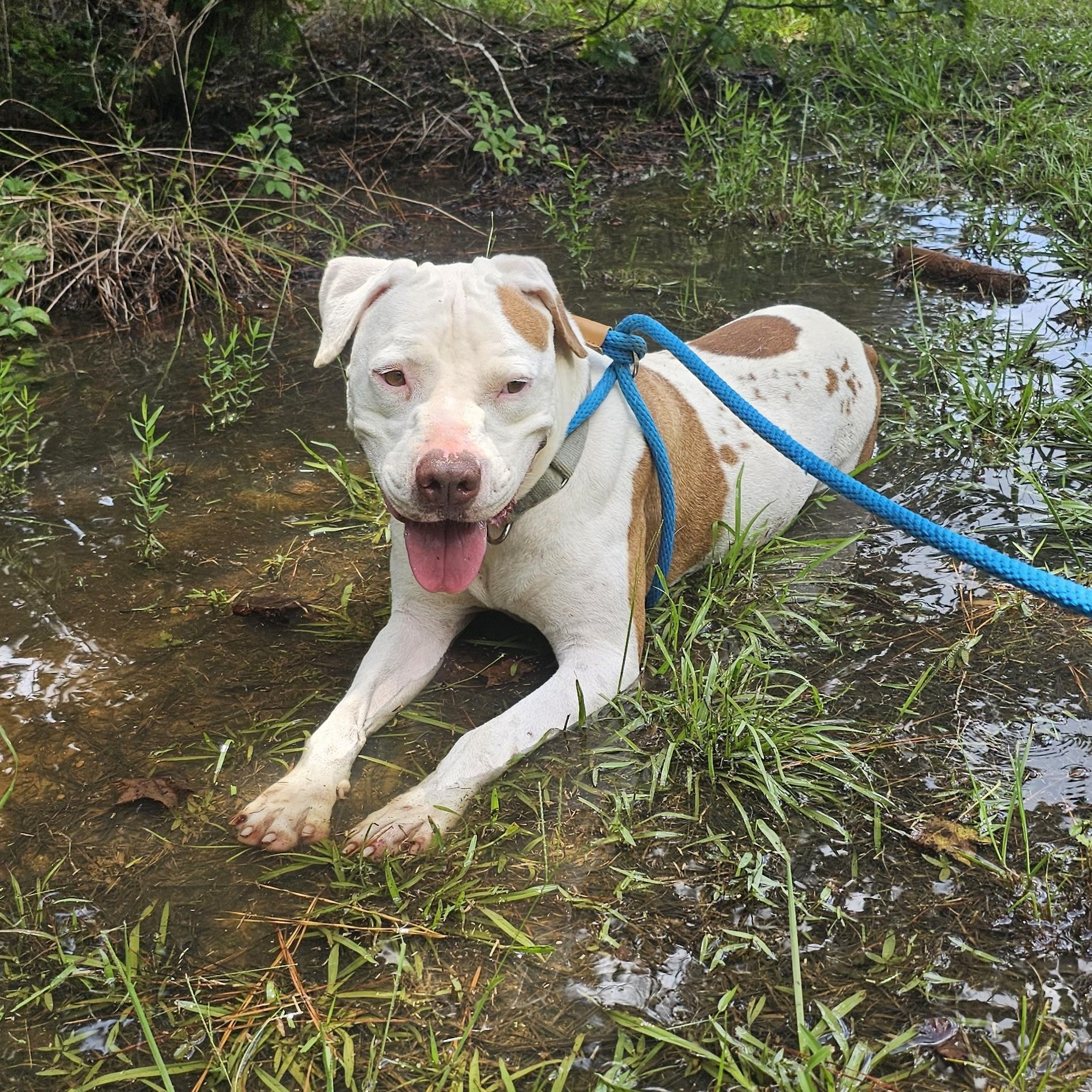 Enlarge Knox, a Adoptable mixed breed in Willis, TX image 1/5