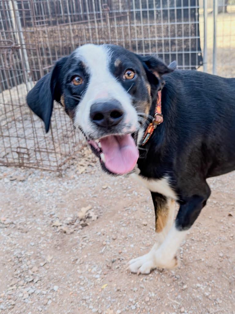 Enlarge Jasper, a Adoptable mixed breed in Marble Falls, TX image 1/4