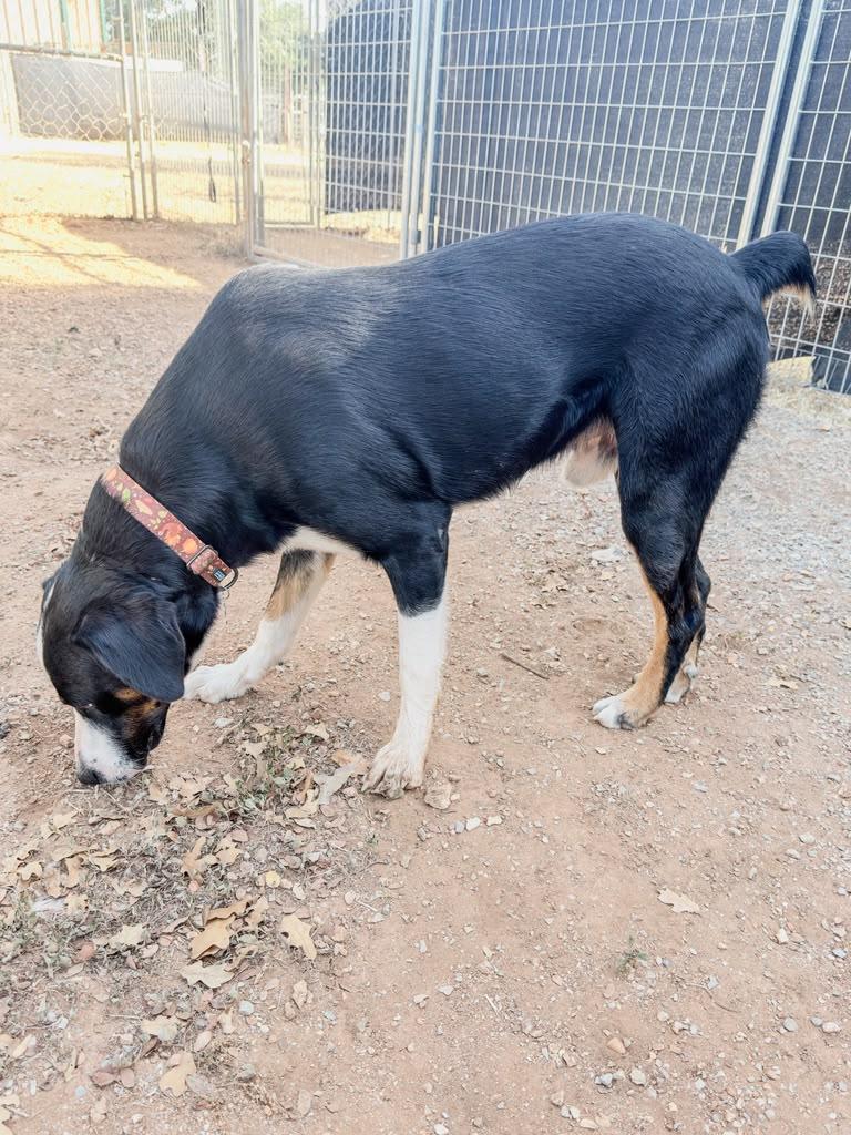 Enlarge Jasper, a Adoptable mixed breed in Marble Falls, TX image 2/4