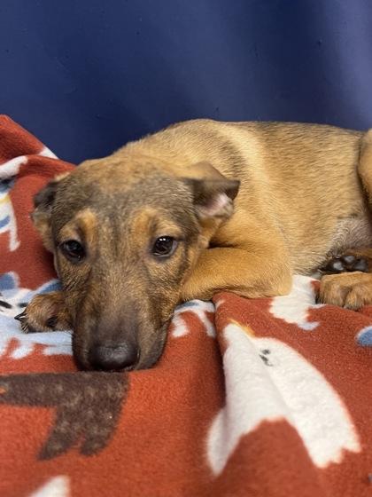 Haldi, a Adoptable mixed breed in Houston, TX image 1/3
