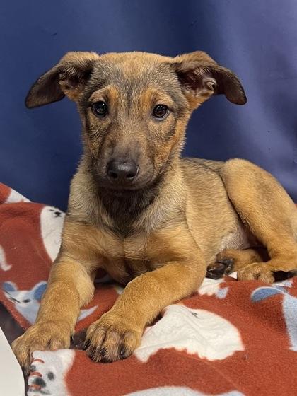 Haldi, a Adoptable mixed breed in Houston, TX image 2/3