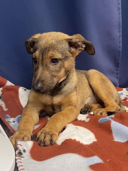 Haldi, a Adoptable mixed breed in Houston, TX image 3/3
