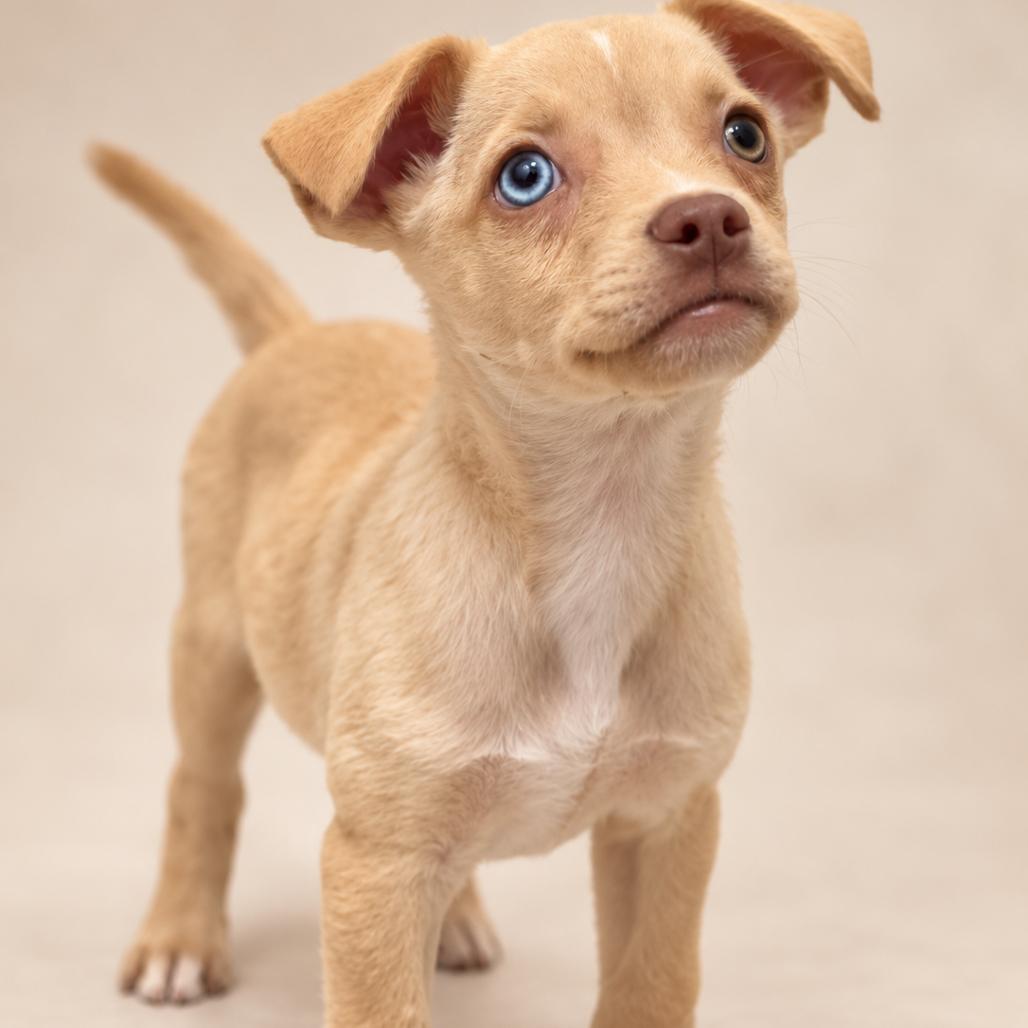 Enlarge Dakota, a Adoptable mixed breed in Kissimmee, FL image 1/1