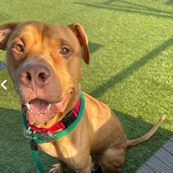 Enlarge Torres, a Adoptable mixed breed in Newfoundland, NJ image 2/3